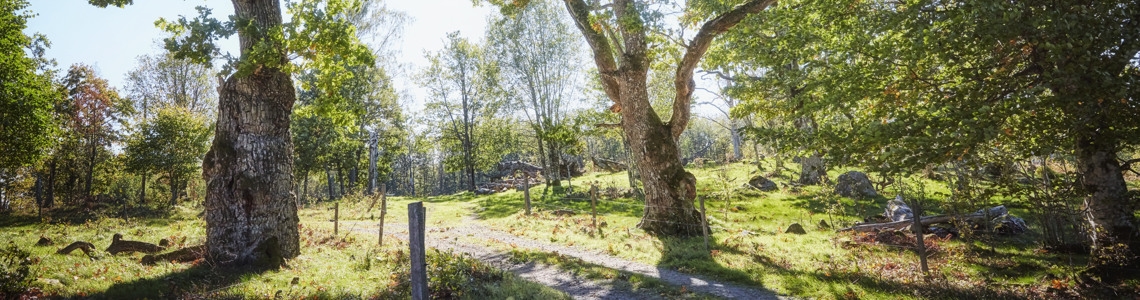 Solbelyst ekbacke i naturreservat.